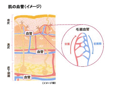 皮下組織の血管